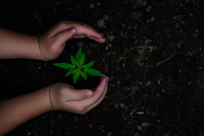 Close-up of hand holding plant leaves