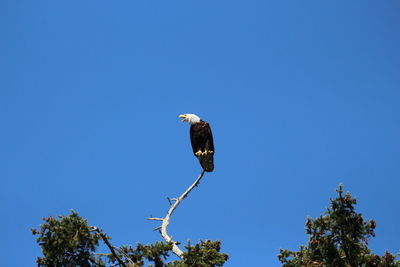 Low angle view of bald eagle bird perching on tree against clear blue sky