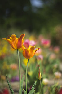 Close-up of pink flowering plant on field