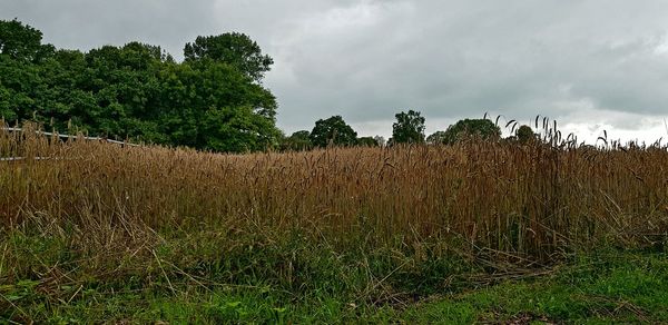 Plants growing on field against sky