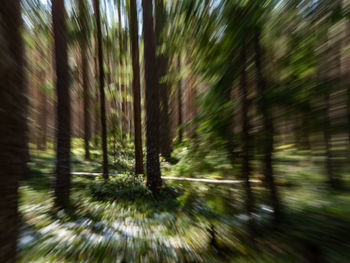 Blurred motion of trees in forest