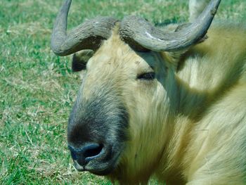 Close-up of a horse on field