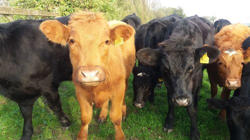 Close-up of cow standing on grass