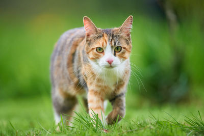 Close-up of cat