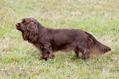 Side view of a dog on field