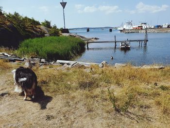 View of sheep on shore