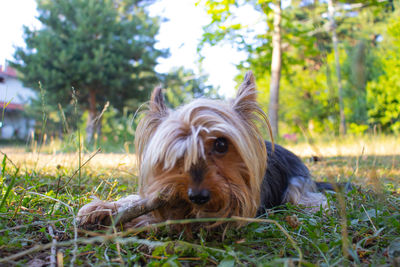 Dog relaxing on field