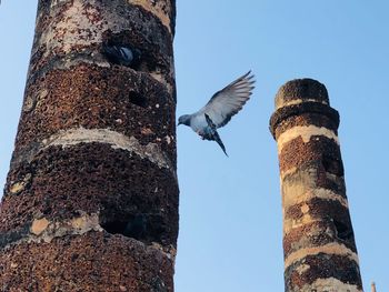 Low angle view of birds flying against clear sky