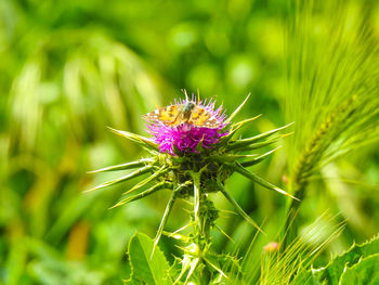 Close-up of purple thistle flower