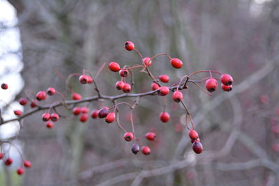 Close-up of rose hips on tree