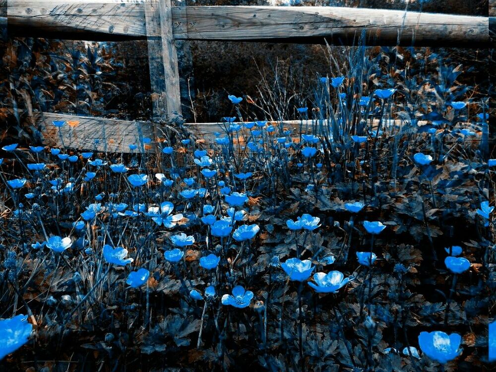 PLANTS GROWING ON ROCKS