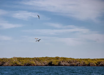 There is a large colony of magnificent frigatebirds  found at adolfo lopez mateos in baja california