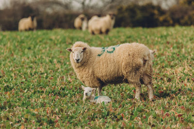 Sheep with lamb on grassy field