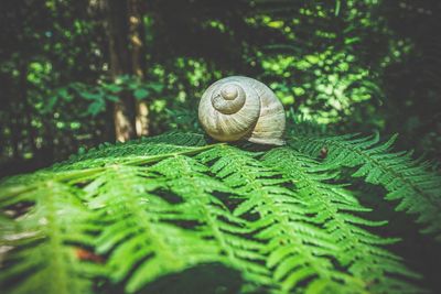 Close-up of snail on leaf