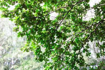 Low angle view of ivy growing on tree