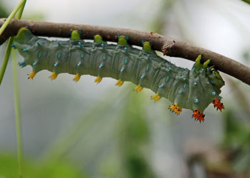 Close-up of caterpillar crawling on branch