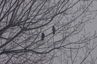 Low angle view of bird perching on bare tree