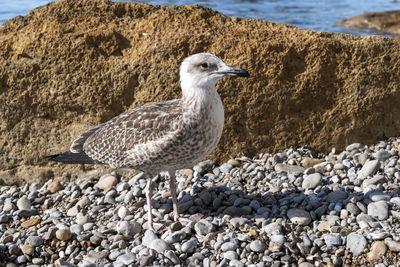 Close-up of bird on beach