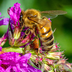 Close-up of bee pollinating on purple flower