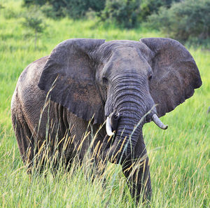 Elephant in a field