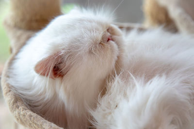 Close-up of white cat