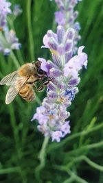 Close-up of bee pollinating on flower