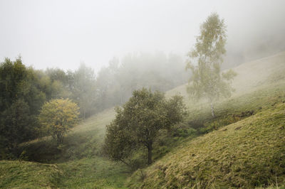 Trees on landscape against sky