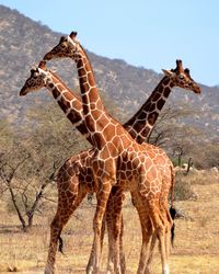 Side view of giraffe on landscape against sky