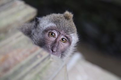 Close-up portrait of monkey