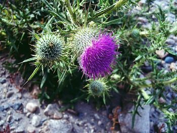 High angle view of purple thistle flowers