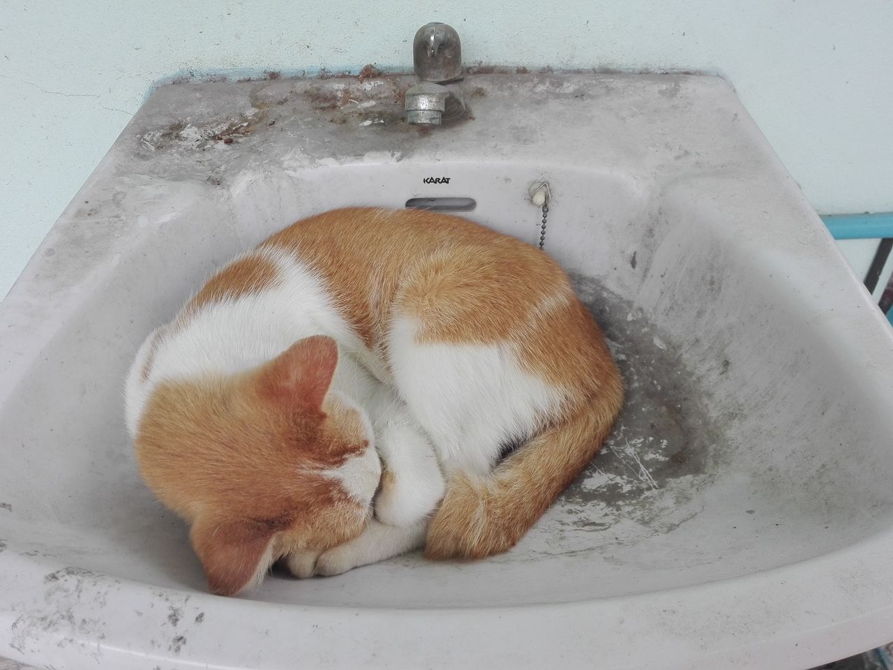 HIGH ANGLE VIEW OF A CAT IN THE BATHROOM