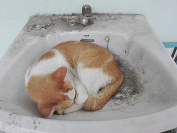 High angle view of a cat in bathroom