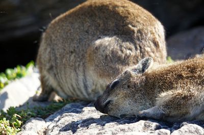 Sheep resting on rock