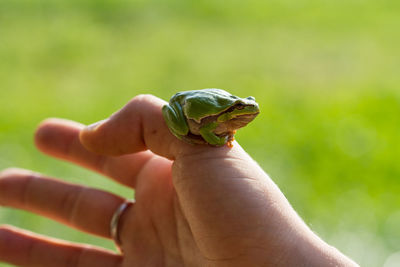 A beautiful green frog in summer