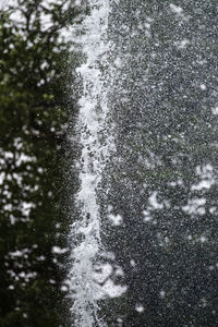 Close-up of frozen plant in forest