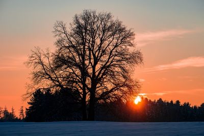 Silhouette trees against sky during sunset