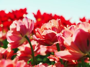 Close-up of red flowering plants