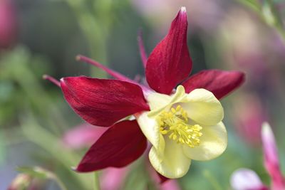 Aquilegia flower in bloom in the garden