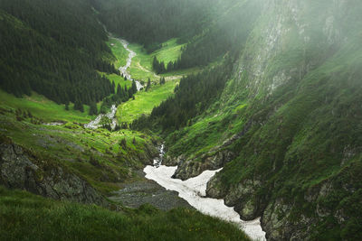 Scenic view of stream amidst trees