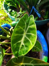 Close-up of green leaves