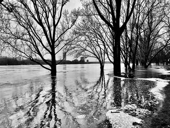 Bare trees by lake during winter