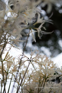 Close-up of flower tree in winter