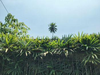 Low angle view of palm trees