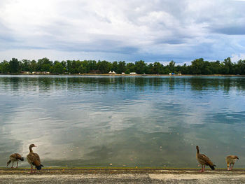 View of birds in lake against sky