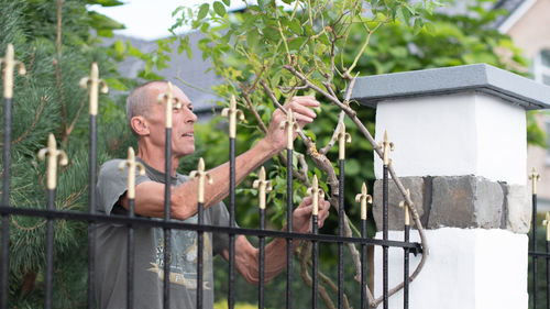 Man pensioner takes care of a rose that weaves along the bars of a metal fence near the house,