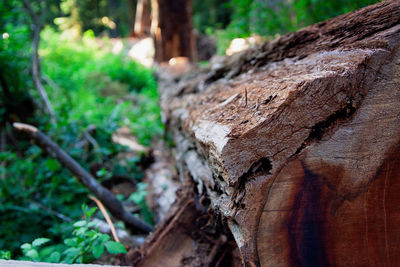 Close-up of tree trunk in forest