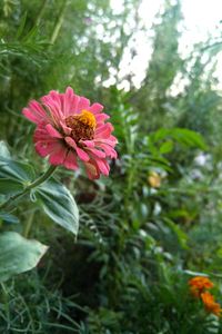 Close-up of pink flowers