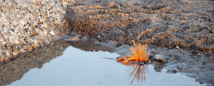 High angle view of reflection in water