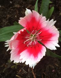 Close-up of pink flower