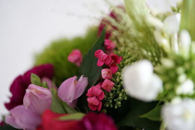 Close-up of pink flowering plants